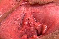 Gapemypussy.com Password Share s5